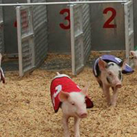 Kerr County Fair